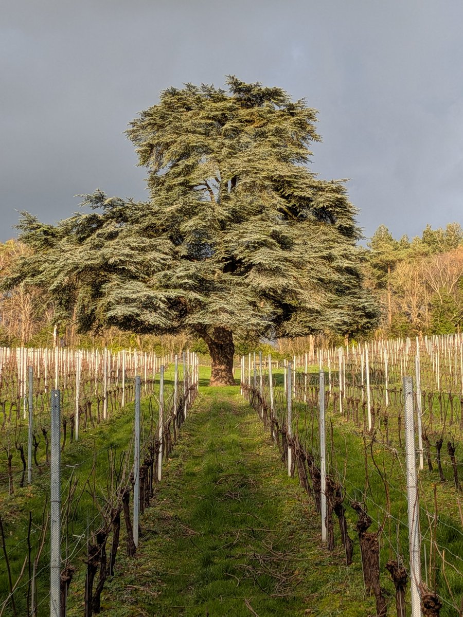 Fairmile Vineyard Henley on Thames tweet media