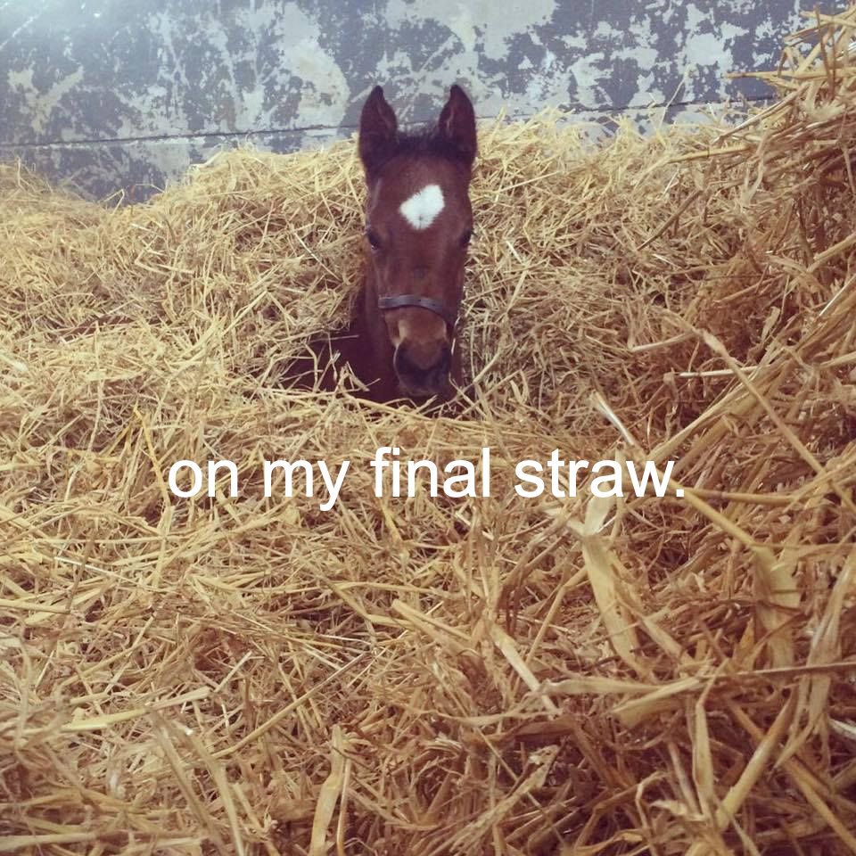 horse (@horseimage) on Twitter photo 