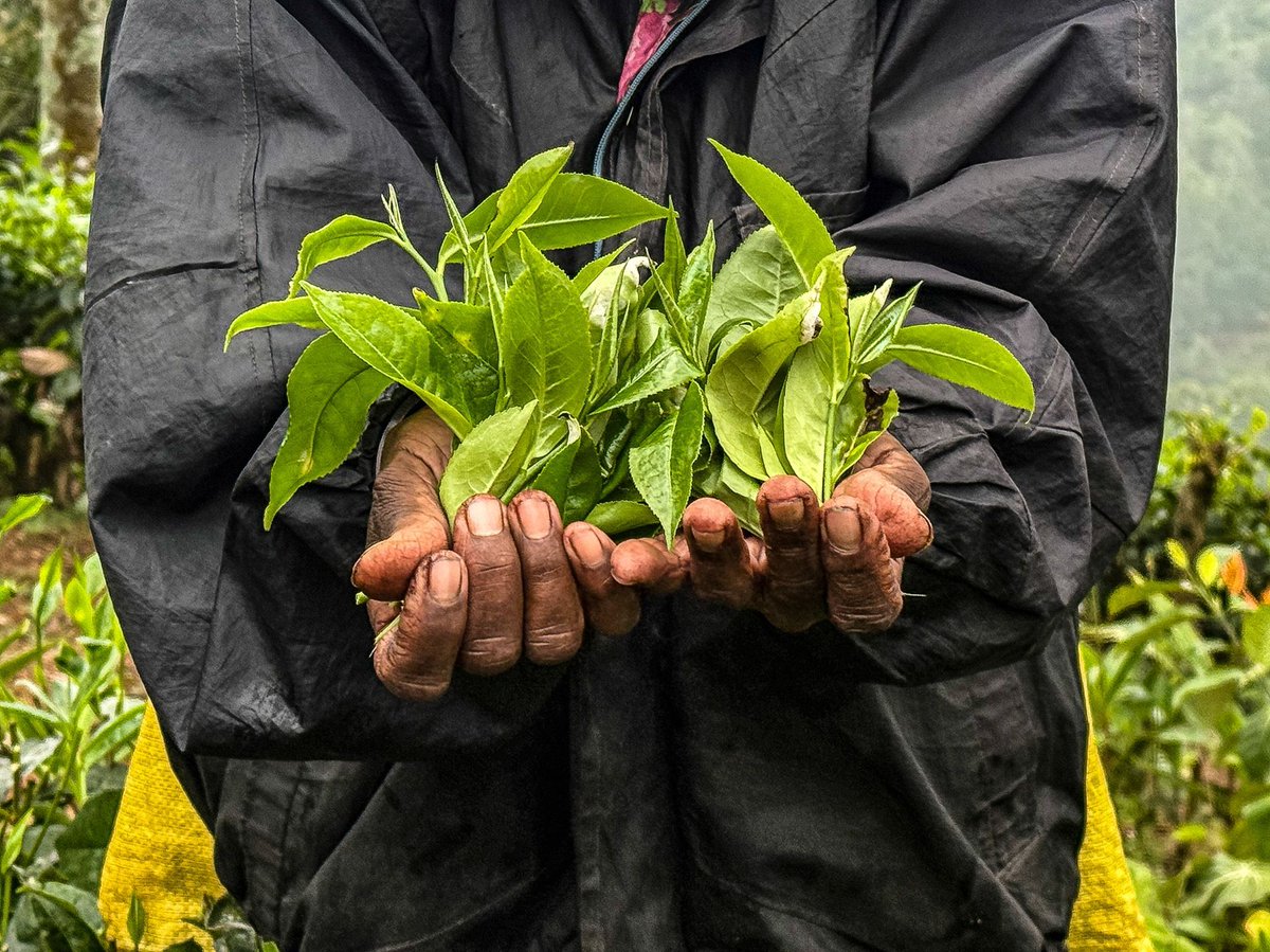 realfoodtravel's tweet image. You'll appreciate your next cup of tea even more after reading this article.

#SriLanka #TeaLovers 

realfoodtraveler.com/sri-lanka-an-i…