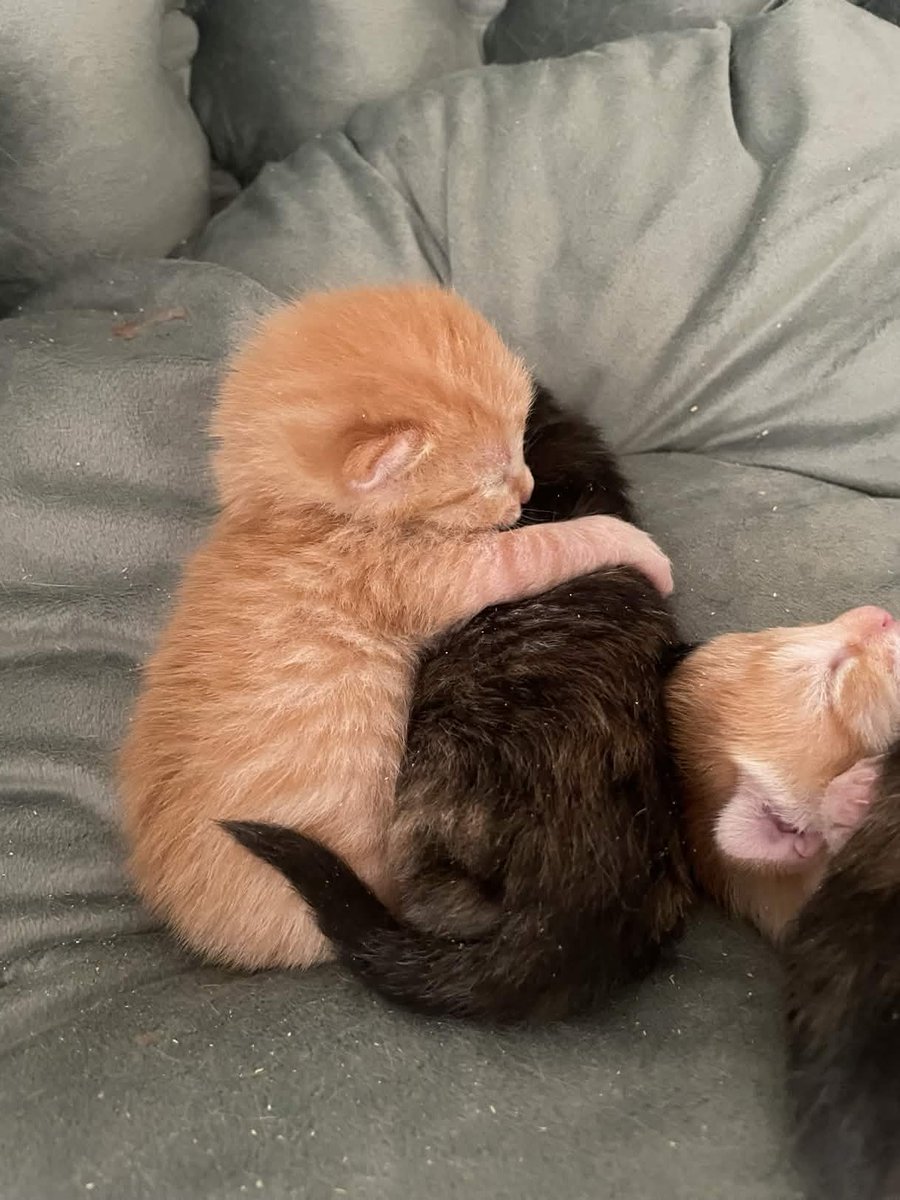 Choctopus 🐙 tweet media