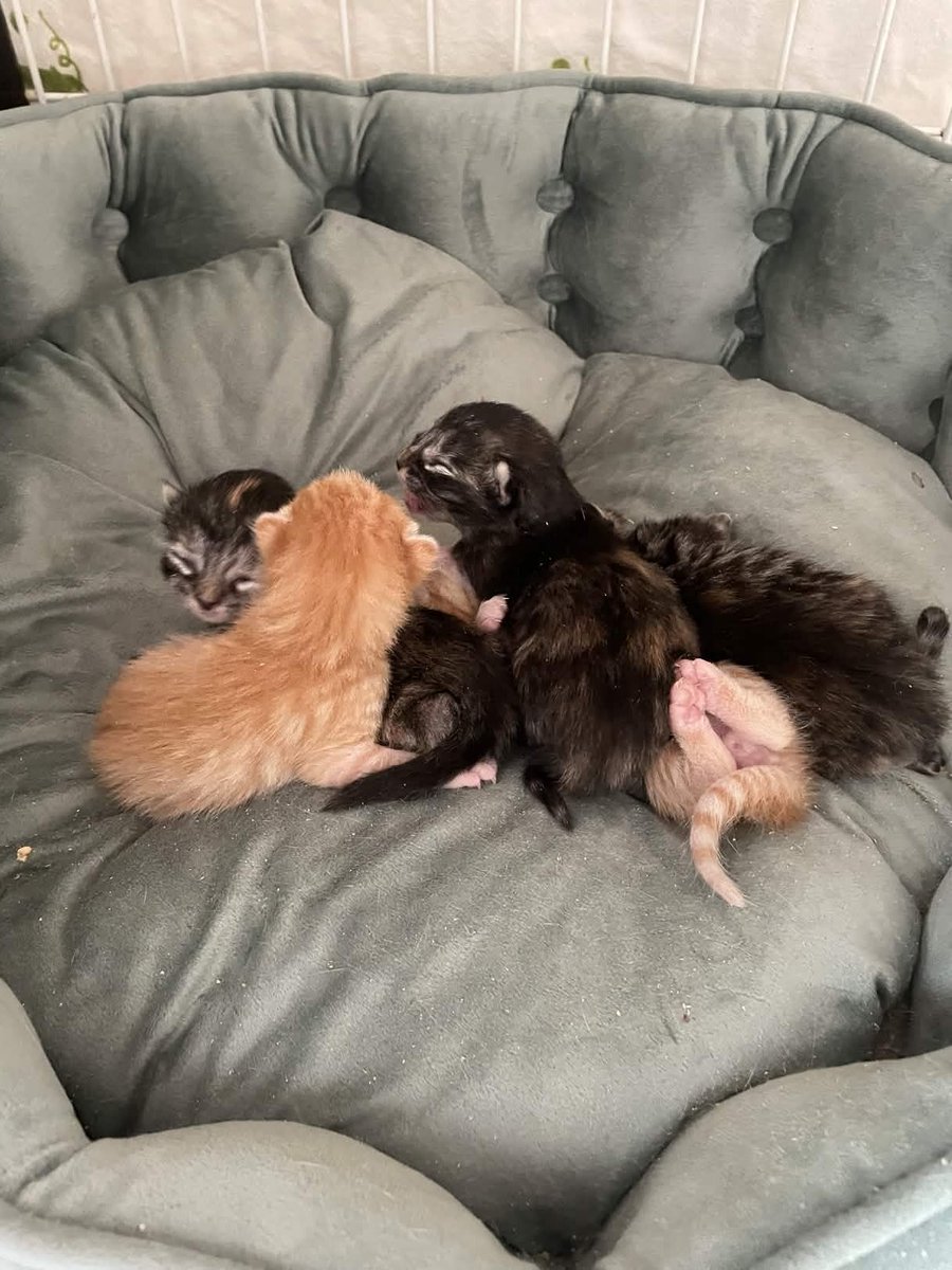 Choctopus 🐙 tweet media