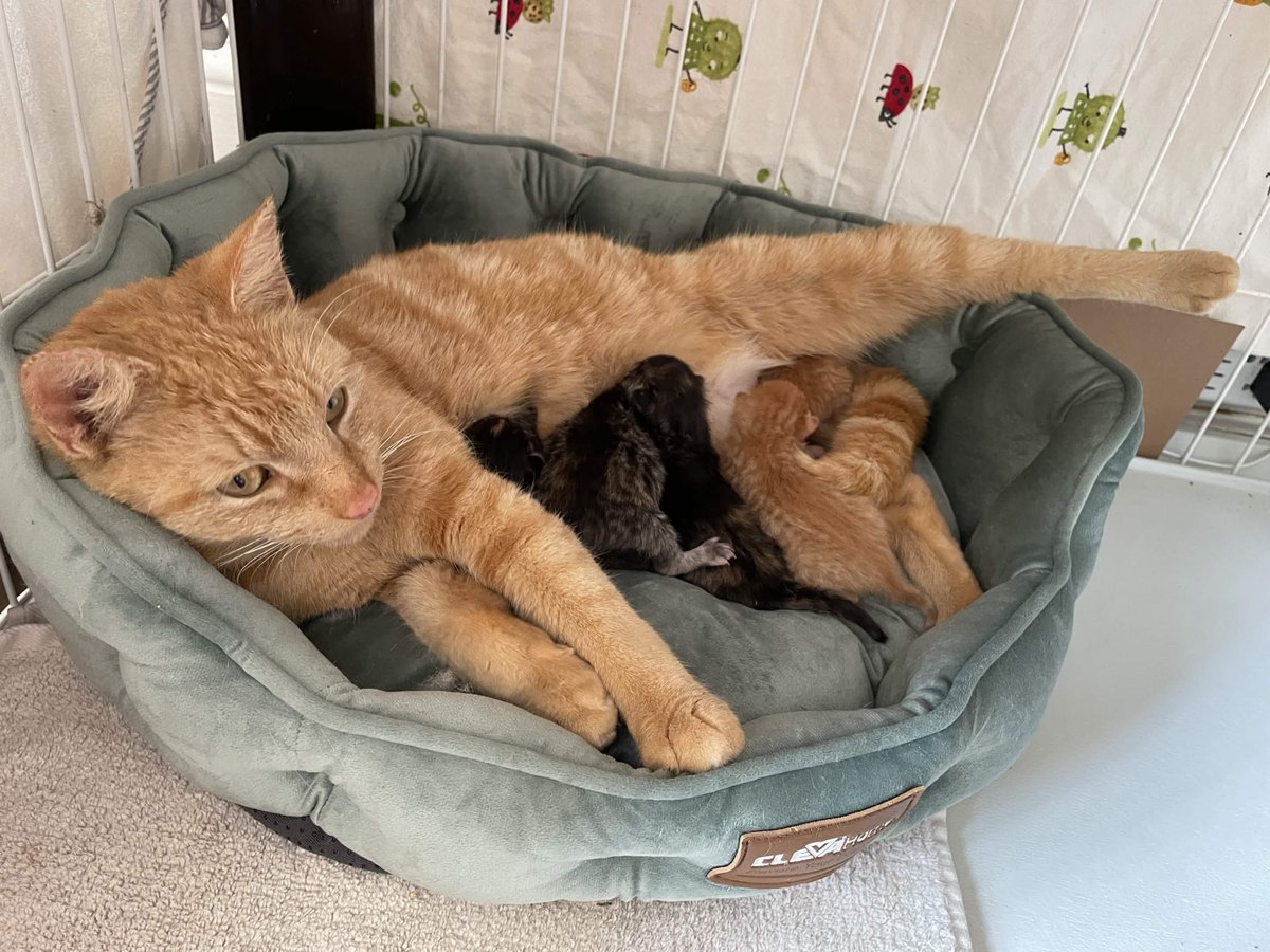 Choctopus 🐙 tweet media