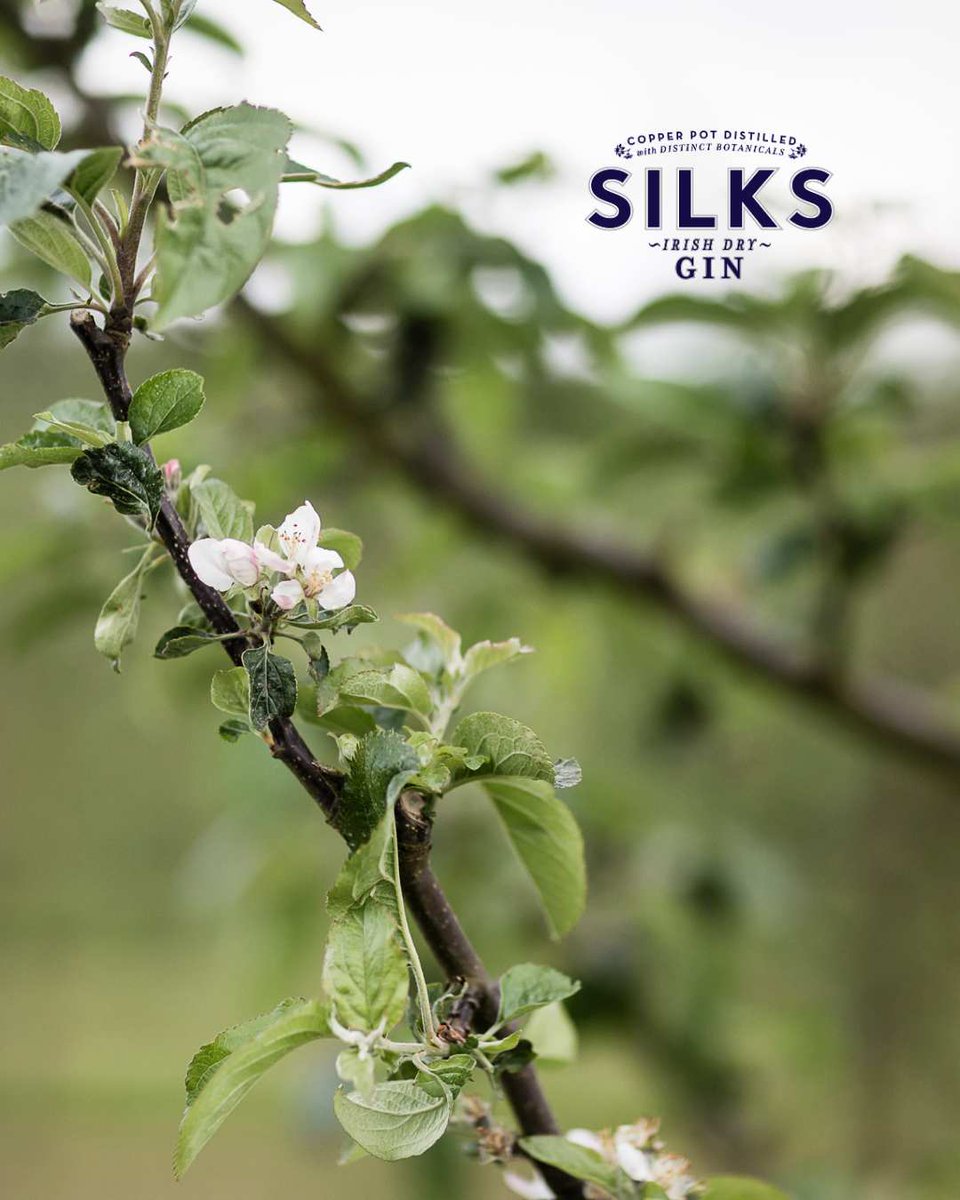Silks Gin tweet media