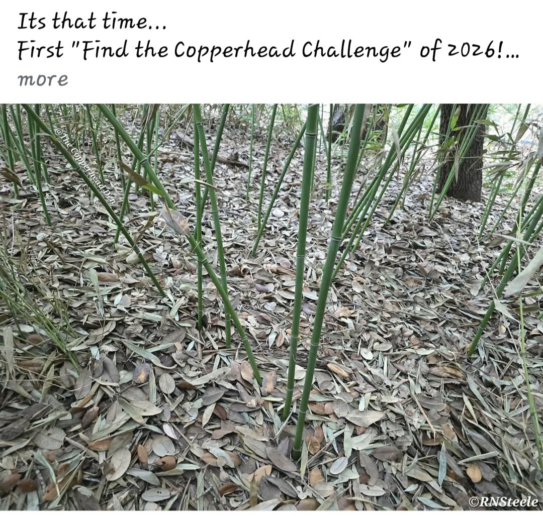 Ashtronaut Girl | Æ tweet media