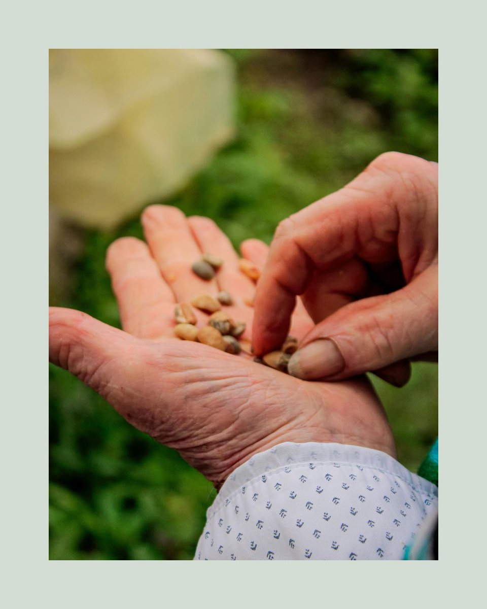 Agriscaping's tweet image. Preserve the past, plant for the future! 🌱
Learn how to save seeds, store them right, and build your own seed bank. Heirlooms = flavor + resilience + biodiversity. 🌾
👉 agriscaping.com/saving_seeds
#SeedSaving #HeirloomSeeds #Agriscaping #GrowYourLegacy