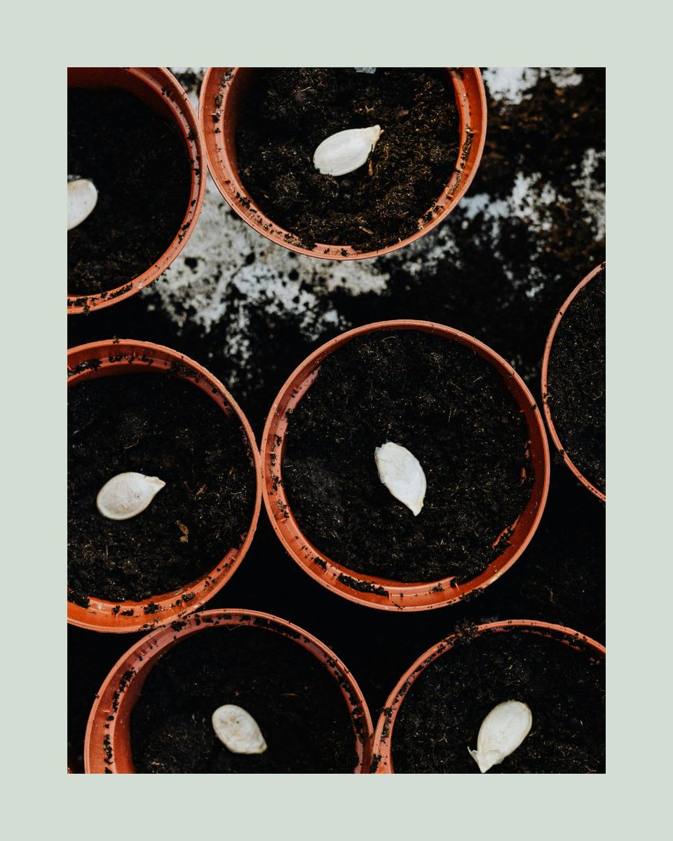 Agriscaping's tweet image. Preserve the past, plant for the future! 🌱
Learn how to save seeds, store them right, and build your own seed bank. Heirlooms = flavor + resilience + biodiversity. 🌾
👉 agriscaping.com/saving_seeds
#SeedSaving #HeirloomSeeds #Agriscaping #GrowYourLegacy