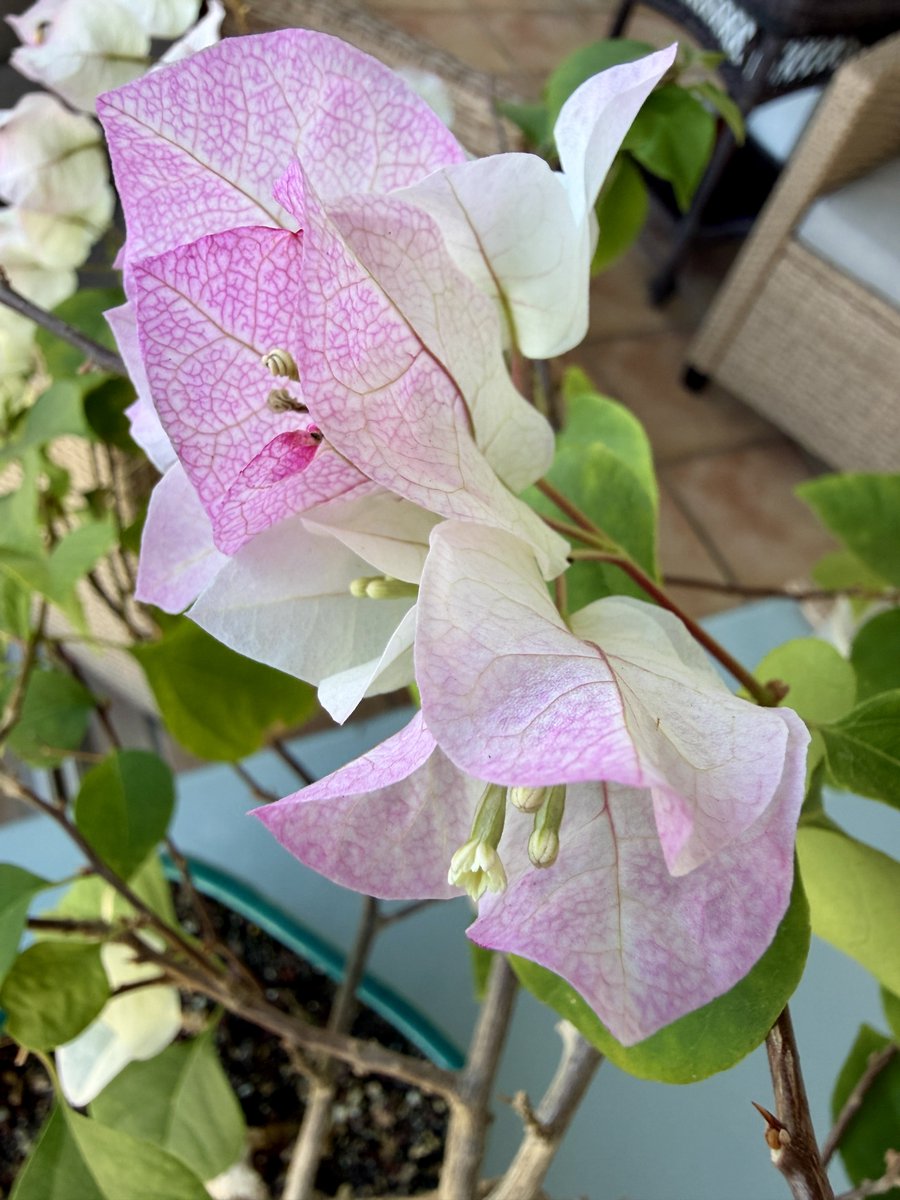 PatriciaSchaefR's tweet photo. #LaVida es una trinitaria en flor ❤️ #flores #vida #paz #salud #esperanza #respeto #empatia #libertad #trinitarias #buganvilias https://t.co/uw7hEStehK