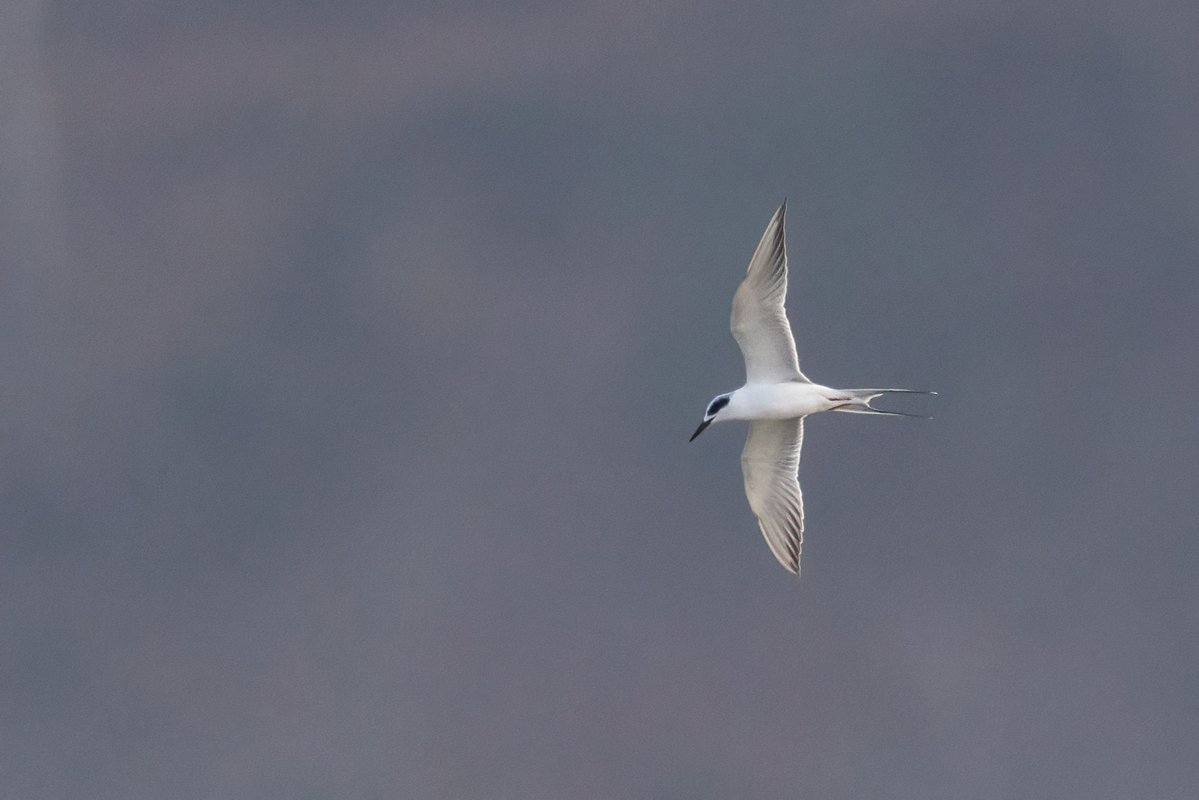 Mark Wright tweet media