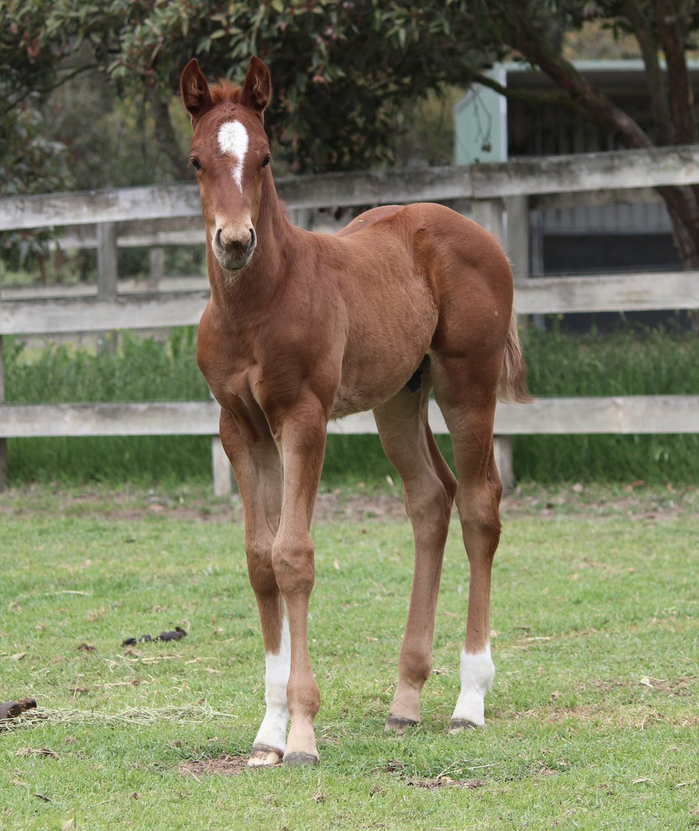 Adam Testro tweet media