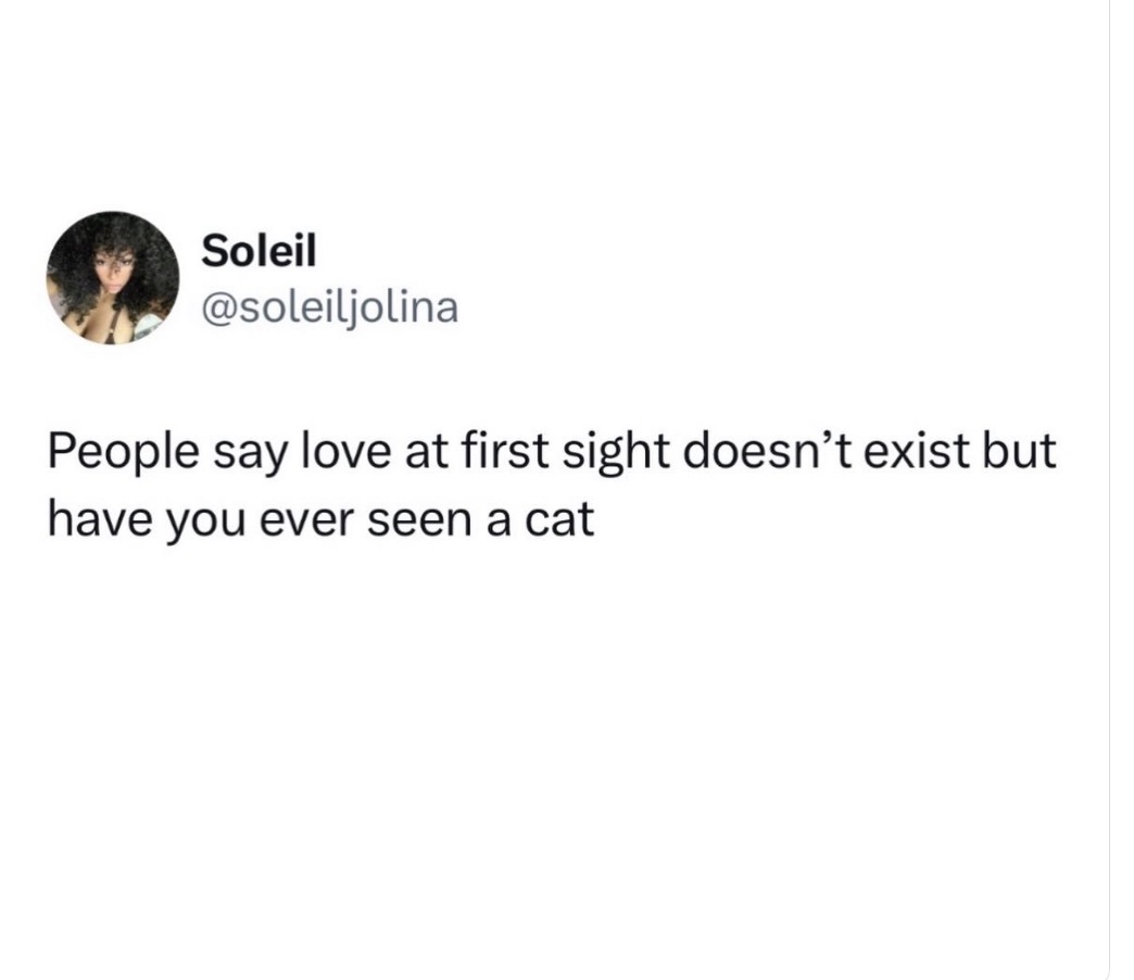 lined cats (@linedcats) on Twitter photo 