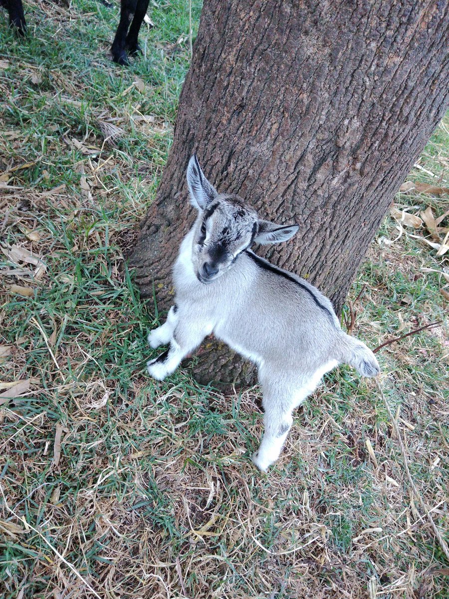 MrRelatables's tweet photo. Young Goat 🐐
#GOATS #GOAT #photography #MrRelatables #photographer #picofthemoment https://t.co/gcI73xaZtl