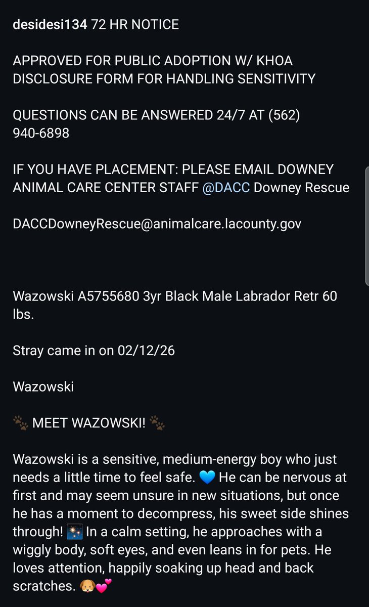 8415_n's tweet image. WAZOWSKI #A5755680
3yo.#labrador #lab #labrescue #labradorrescue
Sweet happy lab, eager to please. Your #bff, comforter &amp;amp; peace in this crazy human world. #Downey gave him a #72hNotice ‼#socal #norcal #pnw
#PLEDGE
#FOSTER @ NO COST‼
#ADOPT anywhere 🇺🇲
👇
instagram.com/reel/DVWpnVkEp…
