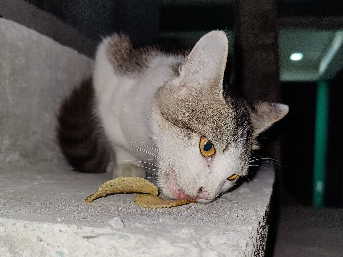 ManishJohari8's tweet photo. A quick snack in the evening ๐บ
#CatEyes #CatLove
#MJ_hues #CatsofIndia https://t.co/mZWe5w0LS5