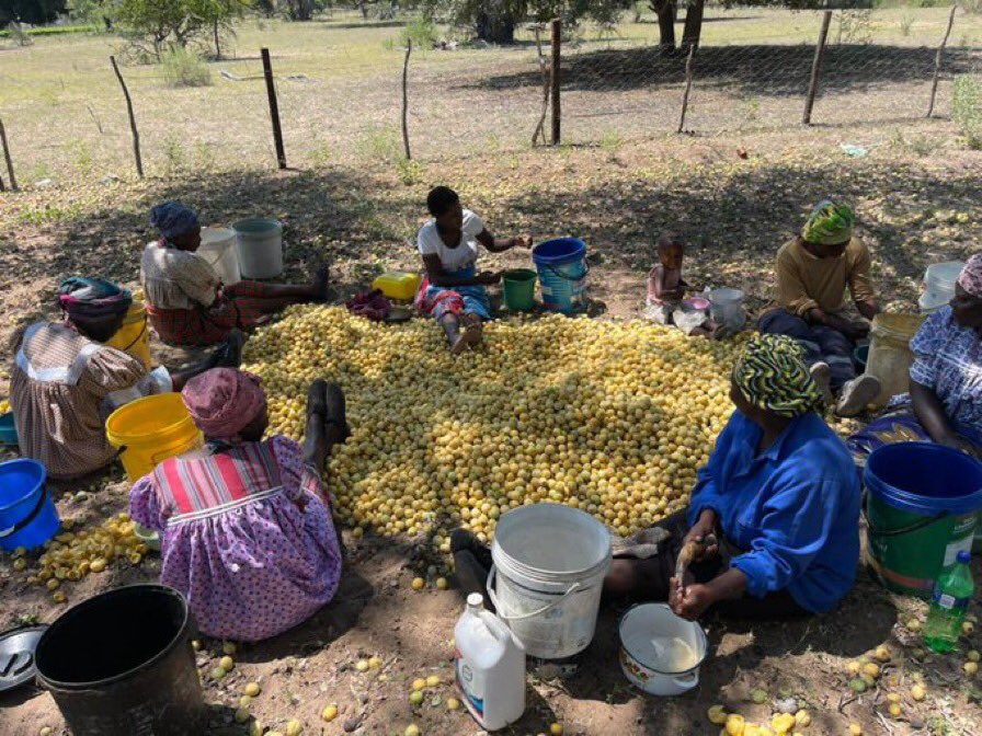 StraightVillage's tweet photo. "Anditi gwa Peetu owa uva ngaa iita yili hono?Iluna(Iran)ta bomo ya kwawo aniwa,ngaye andi pandula shaashi pomukunda wetu otuna po Ashivuthi,Yaasoni,Suwama,Nangula na Andili opo ya taambwa muukwaita. Ilana(Iran) nge eya  ngaa mo Namibia okuna oku pewa kapinya kwambo😂😂😂 https://t.co/26PdCNI6Ae