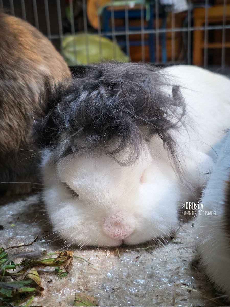 obdsity's tweet photo. The bunnies are having a Dottie look-alike contest. The competishon is really hard π³ Who do you think the real Dottie is? π§π§π§
#Updot #ACookieADay #DailyYoshon https://t.co/ua5AgvmJkF