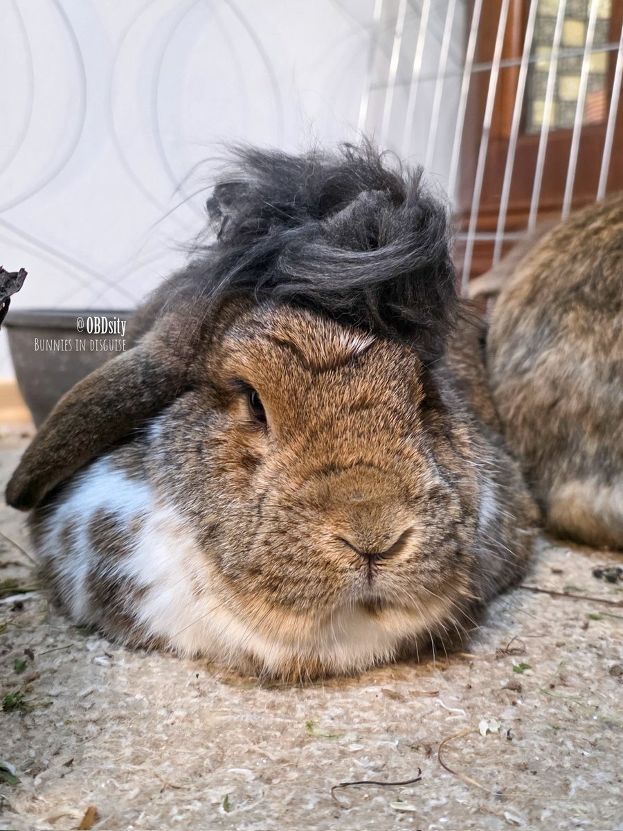obdsity's tweet photo. The bunnies are having a Dottie look-alike contest. The competishon is really hard π³ Who do you think the real Dottie is? π§π§π§
#Updot #ACookieADay #DailyYoshon https://t.co/ua5AgvmJkF