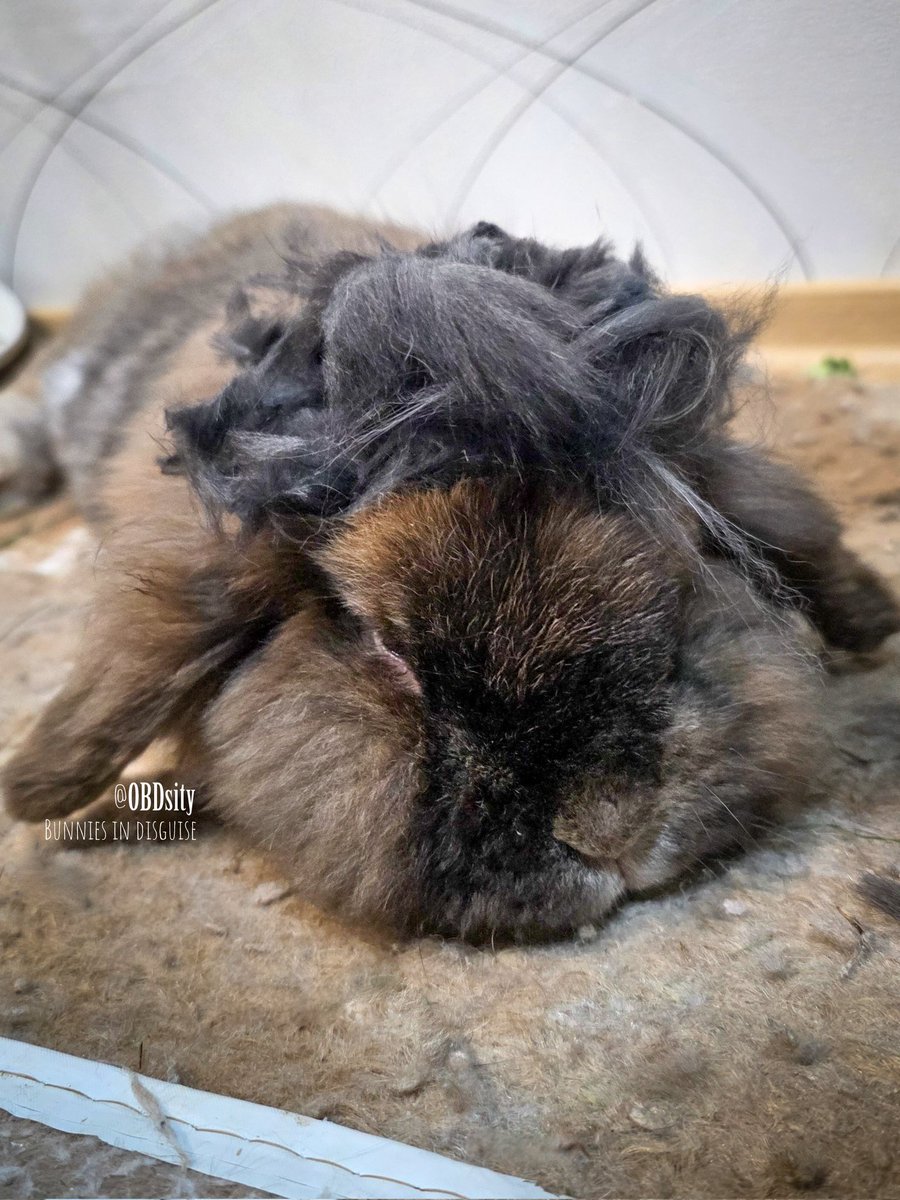 obdsity's tweet photo. The bunnies are having a Dottie look-alike contest. The competishon is really hard π³ Who do you think the real Dottie is? π§π§π§
#Updot #ACookieADay #DailyYoshon https://t.co/ua5AgvmJkF