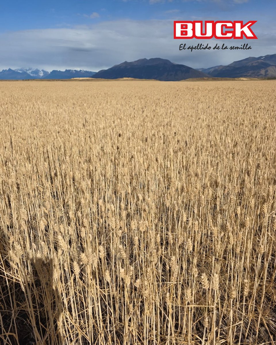 Buck Semillas tweet media