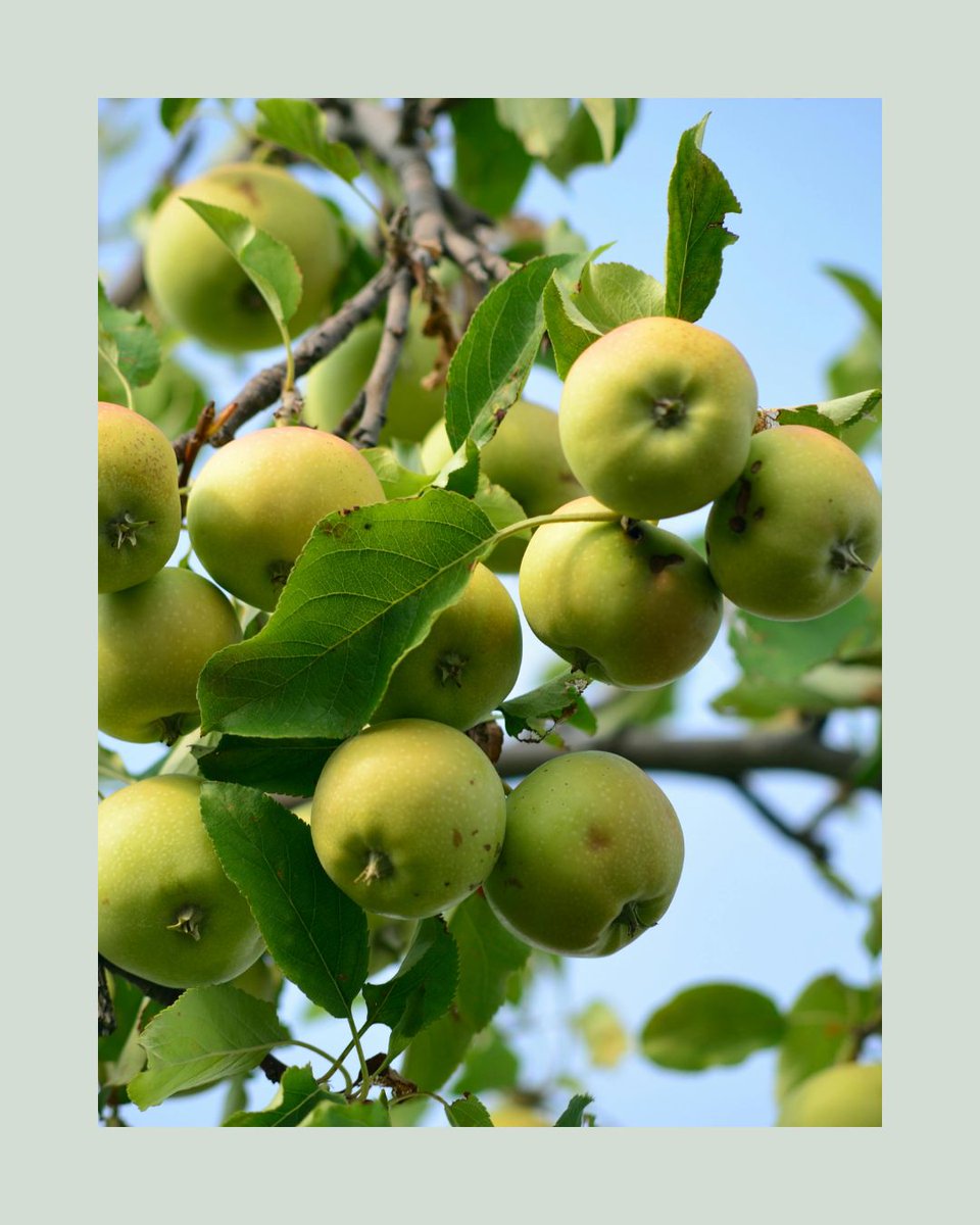 Agriscaping's tweet image. Want bigger apples? 🍎
Snip all but the King Flower in each blossom cluster.
Want more apples? Keep 3 blooms &amp;amp; boost pollination. 🌸🐝
Learn how to shape your harvest: agriscaping.com/apple_tree_care
#AppleTreeCare #Agriscaping #FruitTreeTips #GrowYourLegacy