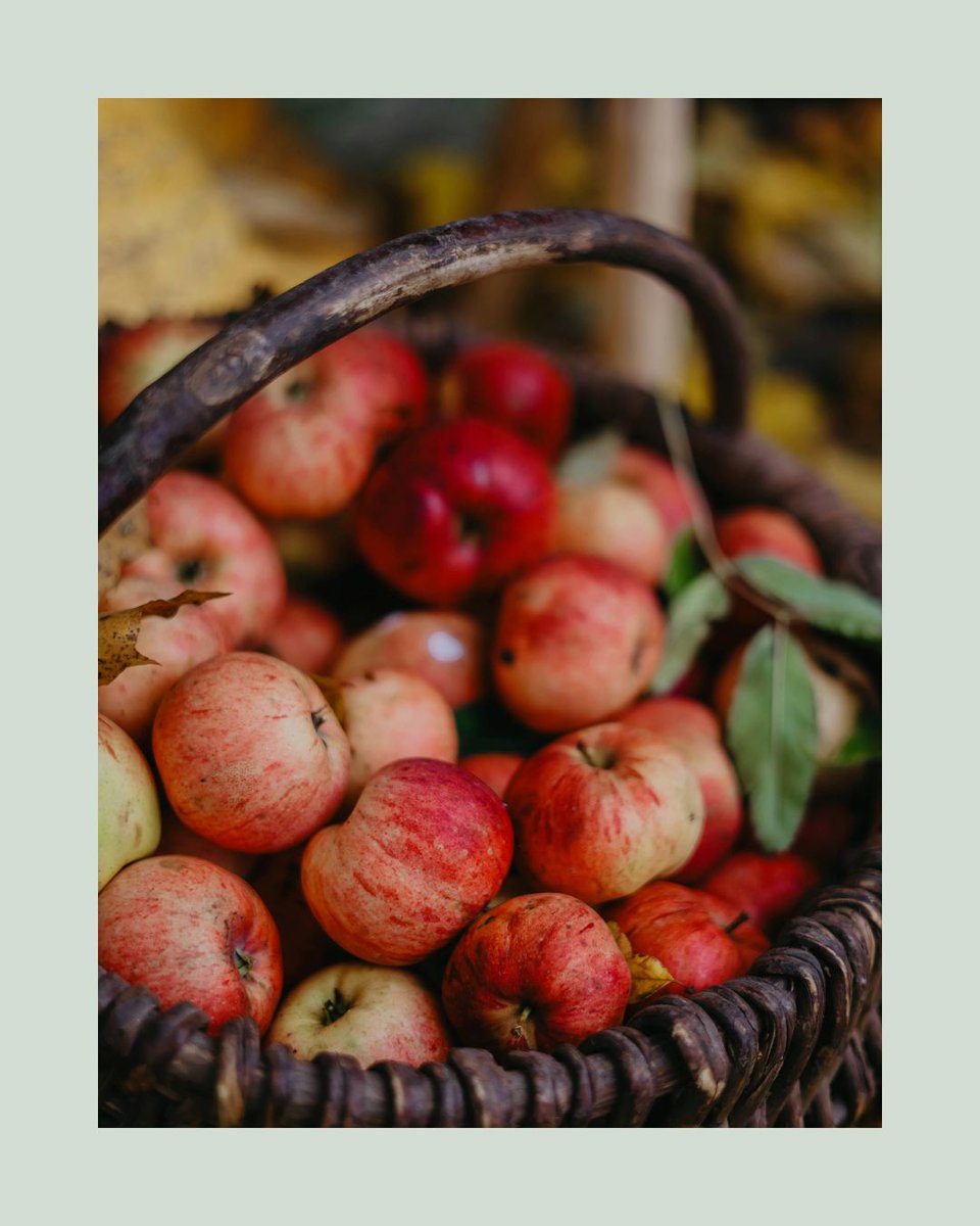 Agriscaping's tweet image. Want bigger apples? 🍎
Snip all but the King Flower in each blossom cluster.
Want more apples? Keep 3 blooms &amp;amp; boost pollination. 🌸🐝
Learn how to shape your harvest: agriscaping.com/apple_tree_care
#AppleTreeCare #Agriscaping #FruitTreeTips #GrowYourLegacy