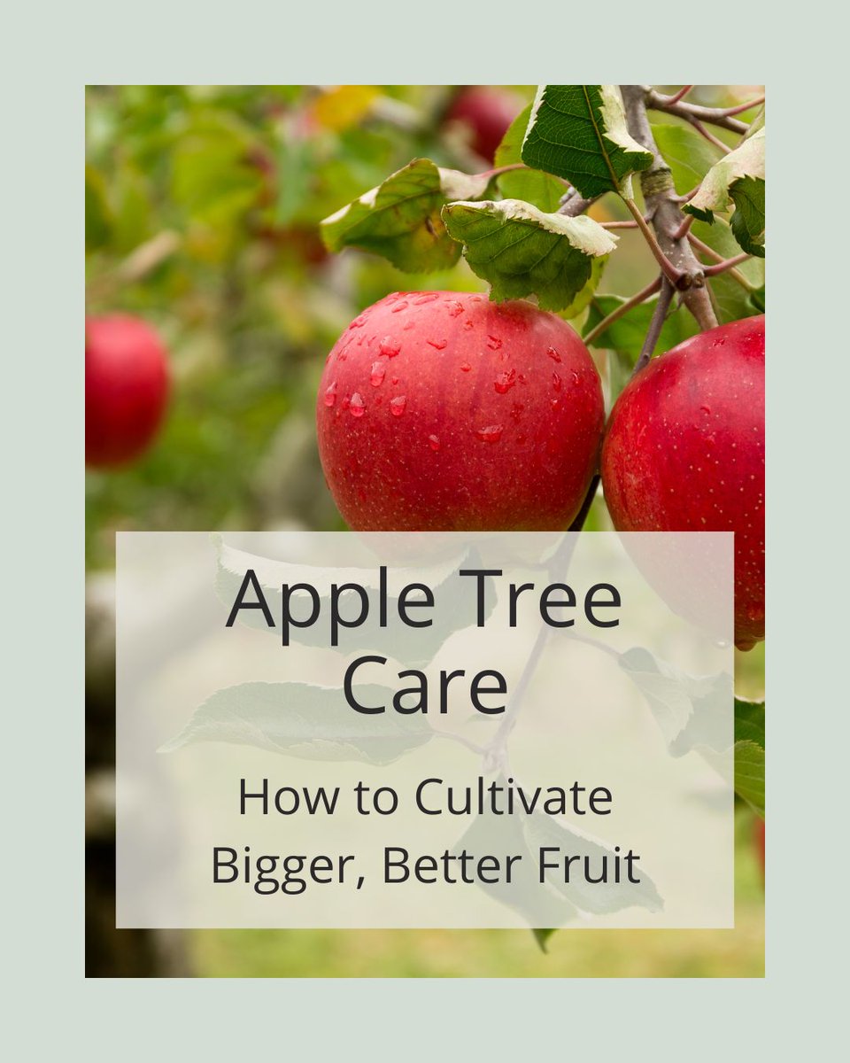 Agriscaping's tweet image. Want bigger apples? 🍎
Snip all but the King Flower in each blossom cluster.
Want more apples? Keep 3 blooms &amp;amp; boost pollination. 🌸🐝
Learn how to shape your harvest: agriscaping.com/apple_tree_care
#AppleTreeCare #Agriscaping #FruitTreeTips #GrowYourLegacy