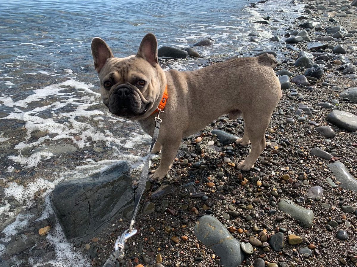 millypod1's tweet photo. 🆘19 FEB 2026 #STOLEN Walter #ScanMe
Grey/Tan French Bulldog Male
#Tickhill #Doncaster #SouthYorkshire #DN11
https://t.co/fZrJqfv5bH https://t.co/UdX4ZN4DZE