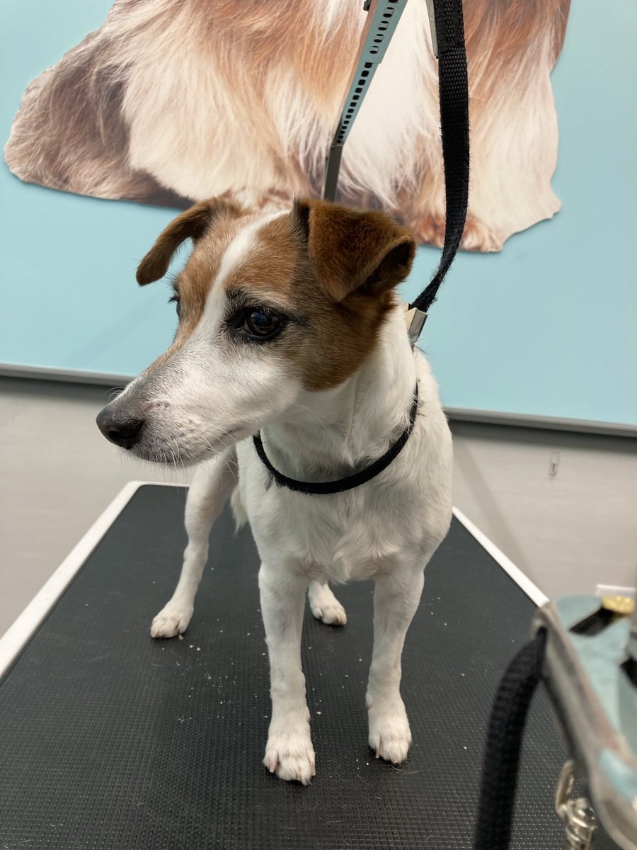 rest in peace my evil old lady i love your nasty ass i hope ur terrorizing the other dogs in dog heaven