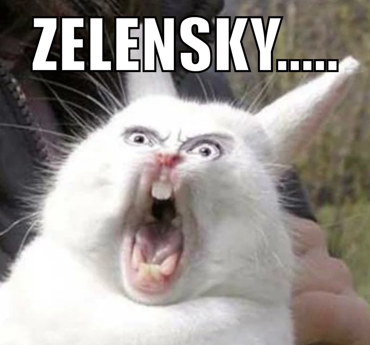 Rock - NA-FO Raccoon tweet media