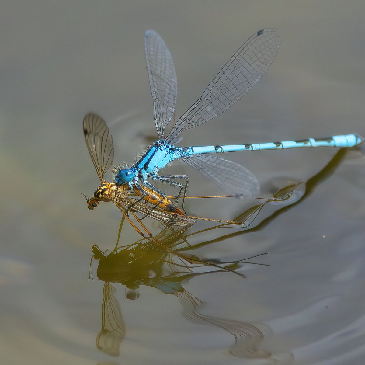 Fantastic beasts and where to find them.
Azure Damselfly/ Coenagrion puella snatching a Crane fly/ Nephrotoma cornicina from the water while flying
Canon R5 and RF 100-500mm L IS  at 500mm
SS1/3200 F8 ISO1250