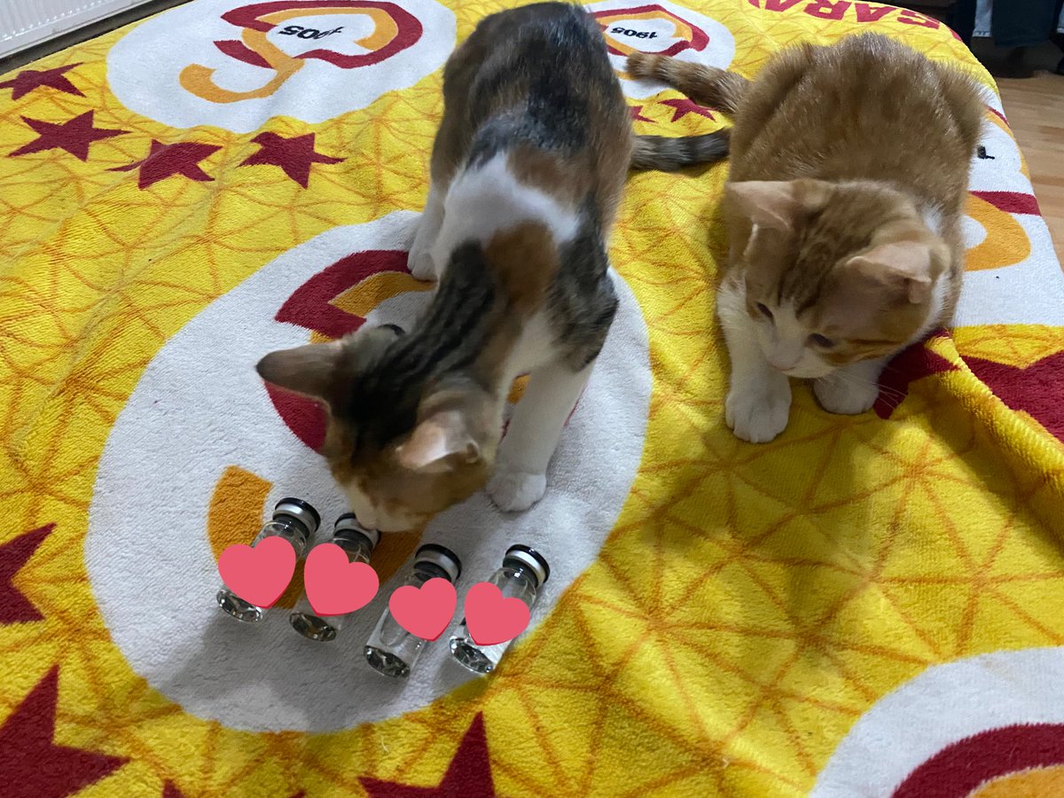 PatiGangs tweet media