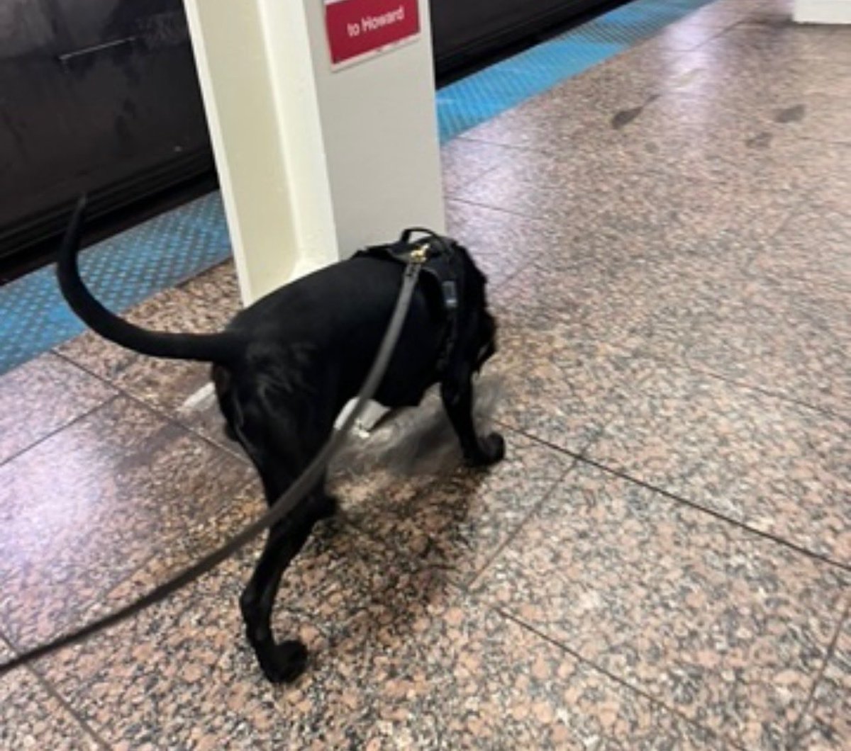 CPD_Transit tweet media