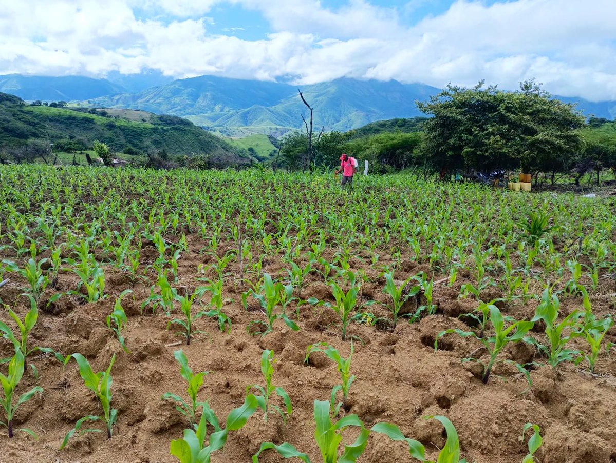 #Loja | En el cantón #Paltas fortalecemos los emprendimientos productivos mediante asistencia técnica en el manejo agronómico de cultivos y el control sanitario del ganado bovino.
Impulsamos el desarrollo del sector agropecuario con acciones que mejoran la productividad.