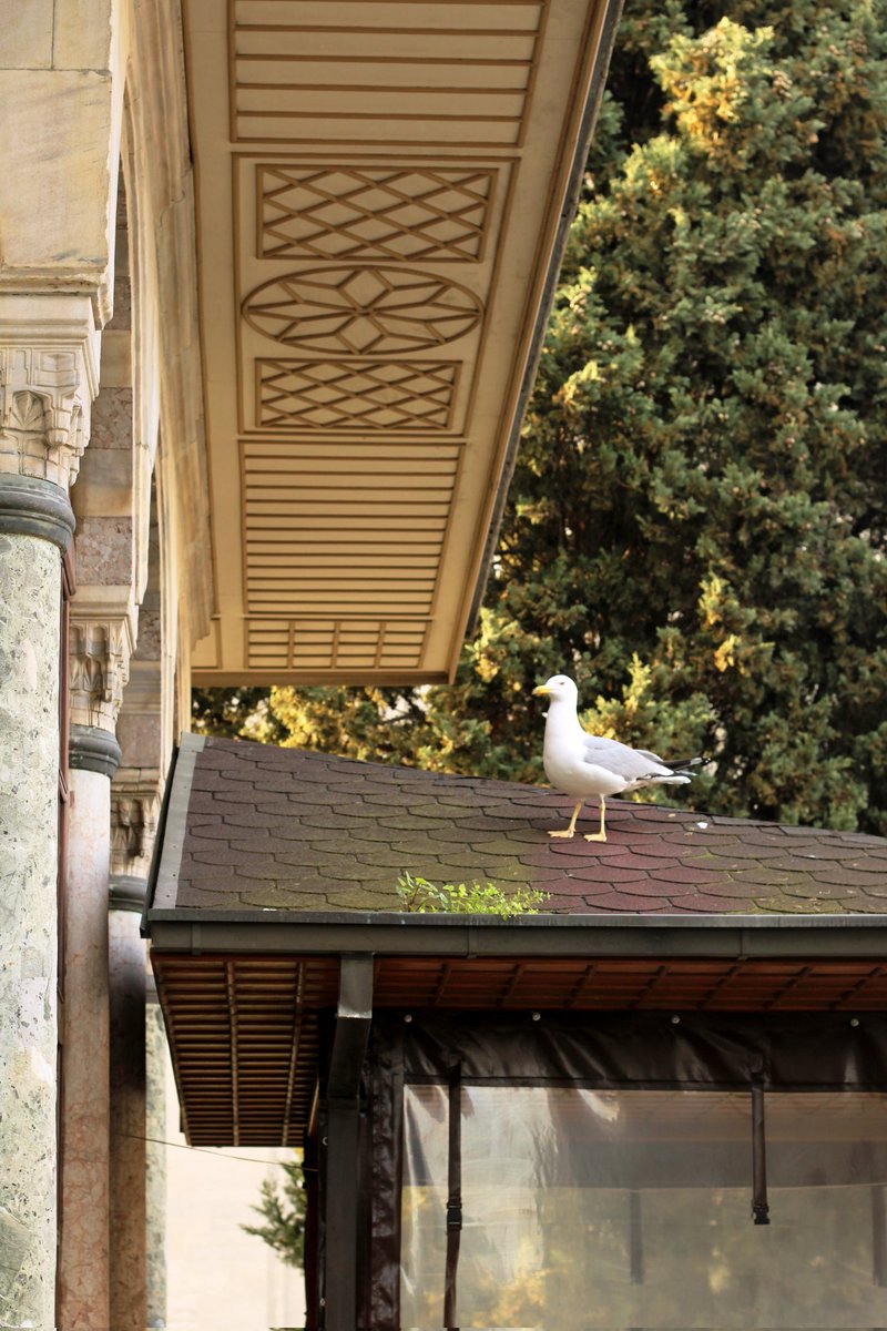 sümeyye tweet media