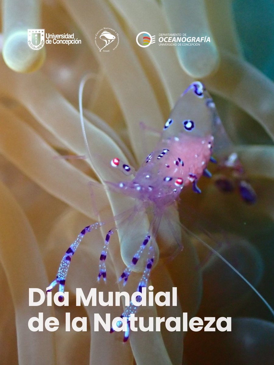 Departamento de Oceanografía UdeC tweet media