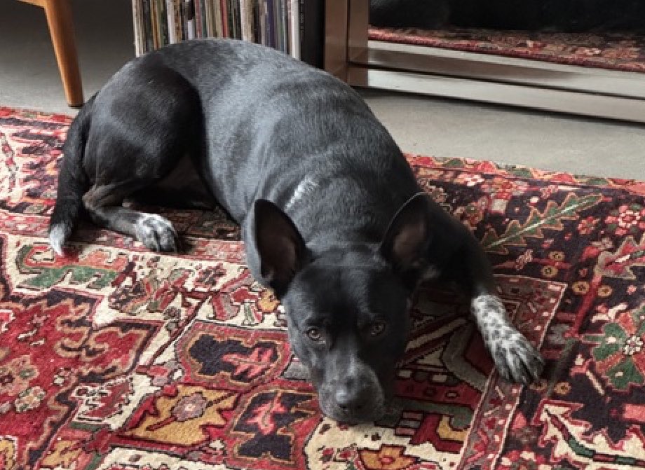 Julie🌻🐾 tweet media