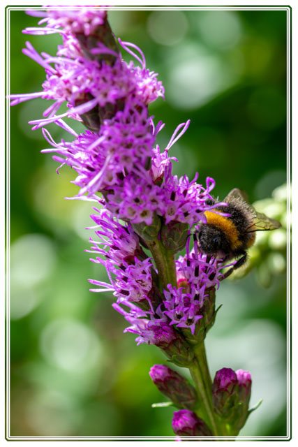 photos_dsmith's tweet image. The #summertime brings a #flurry of #insects and #flowers to our #gardens. This #bumblebee collects #nectar from this #blazing #star #flower. #gardening #gardenphotography #macrophotography #macro #photography. Shot in a #garden near our #studio in #Stockport #flowerphotography