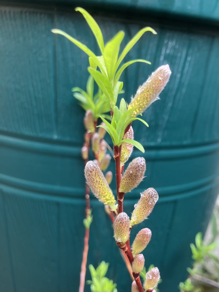 Helen Chen tweet media