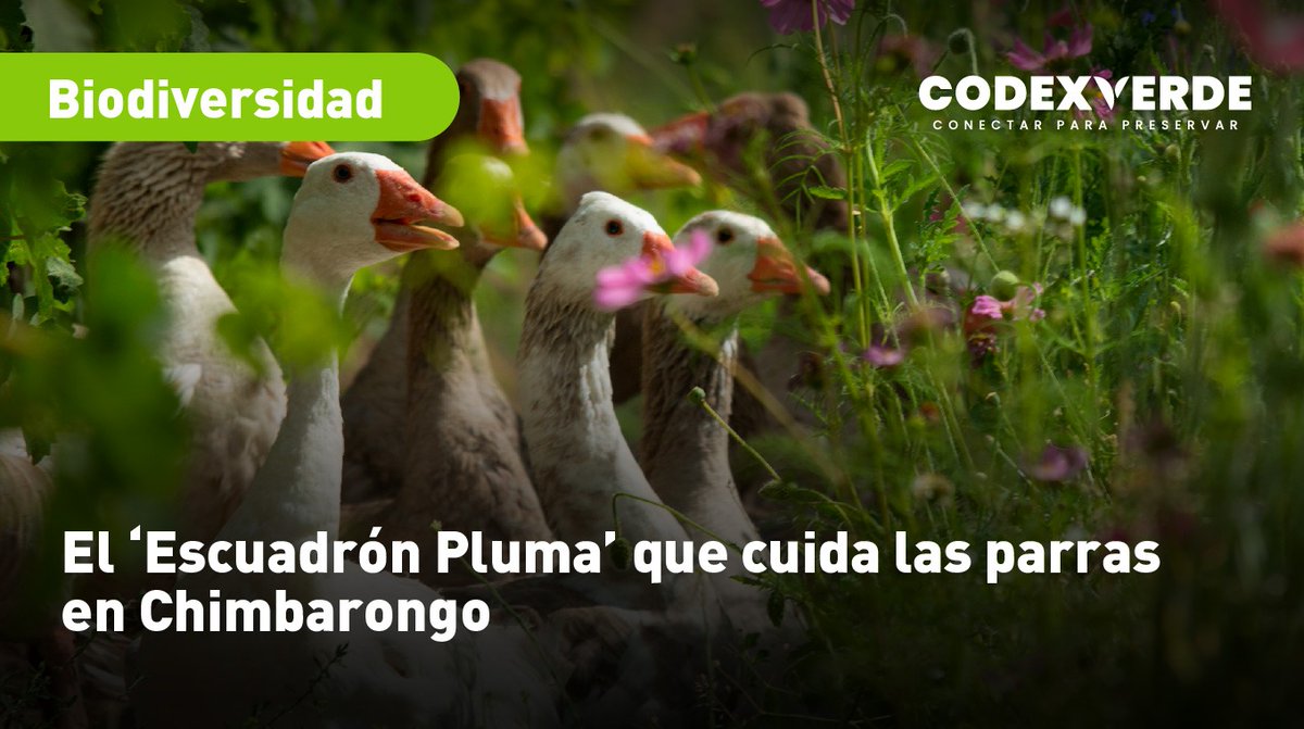 Codexverde tweet media