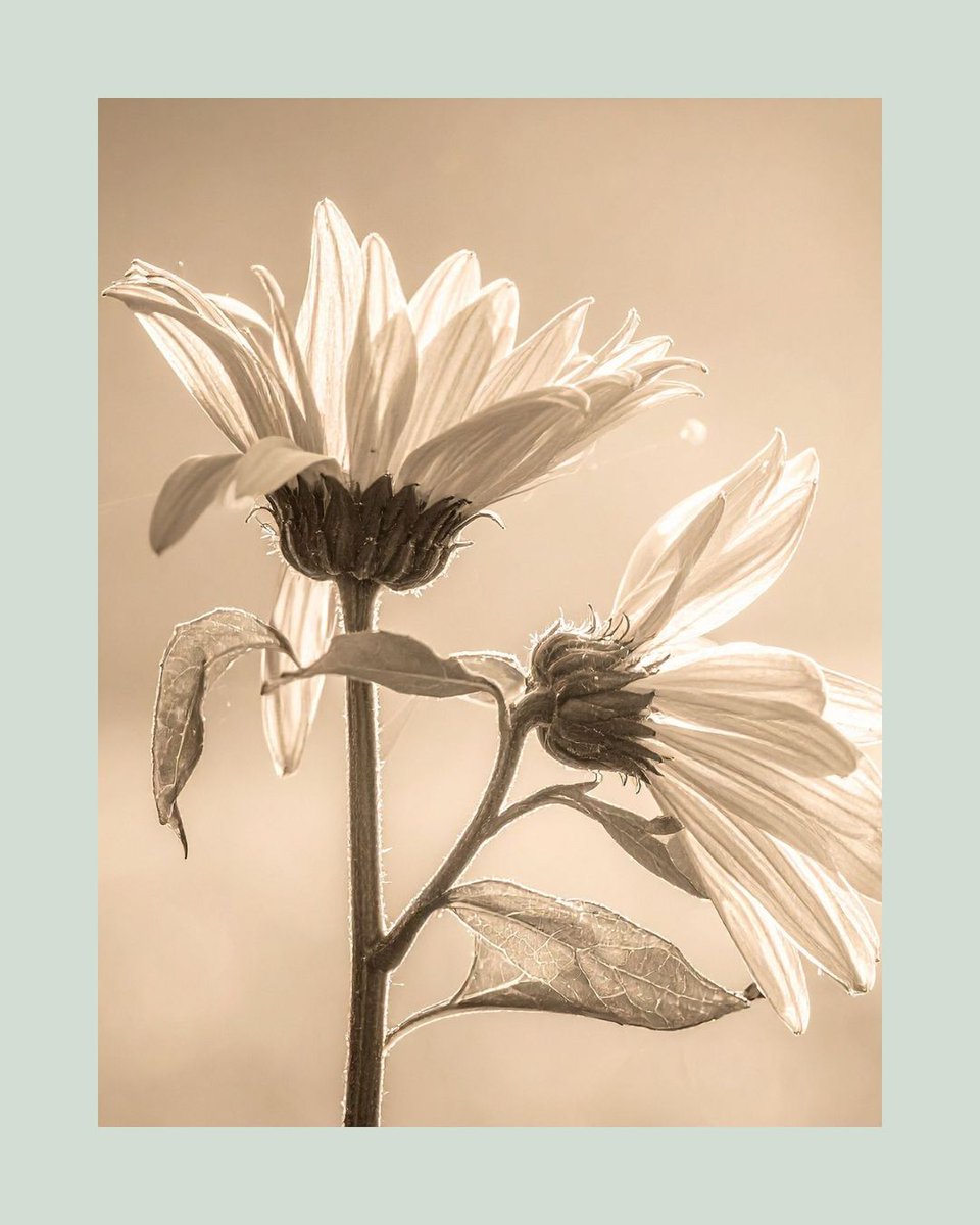 Agriscaping's tweet image. Weeds = wellness 🌿
Violas for allergies 🌸
Chickweed for skin 🍃
Chicory for digestion 🌾
Your garden’s wild side might be the healthiest part.
👉 agriscaping.com/weeds-for-your…
#EdibleWeeds #GardenHealth #Agriscaping #GrowYourWellness