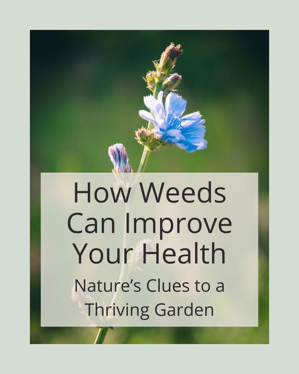 Agriscaping's tweet image. Weeds = wellness 🌿
Violas for allergies 🌸
Chickweed for skin 🍃
Chicory for digestion 🌾
Your garden’s wild side might be the healthiest part.
👉 agriscaping.com/weeds-for-your…
#EdibleWeeds #GardenHealth #Agriscaping #GrowYourWellness