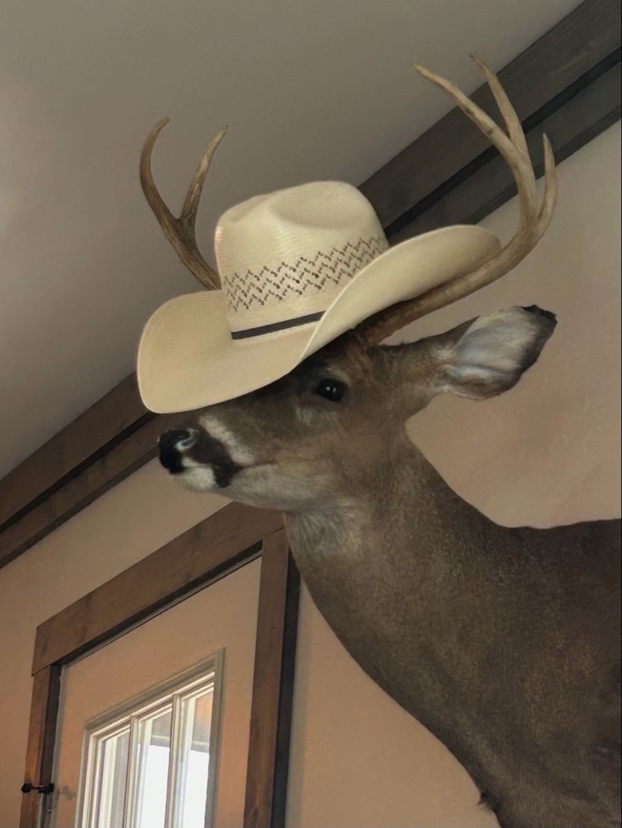 eddiedeers's tweet photo. yeehaw https://t.co/Jy8mgeIwOr