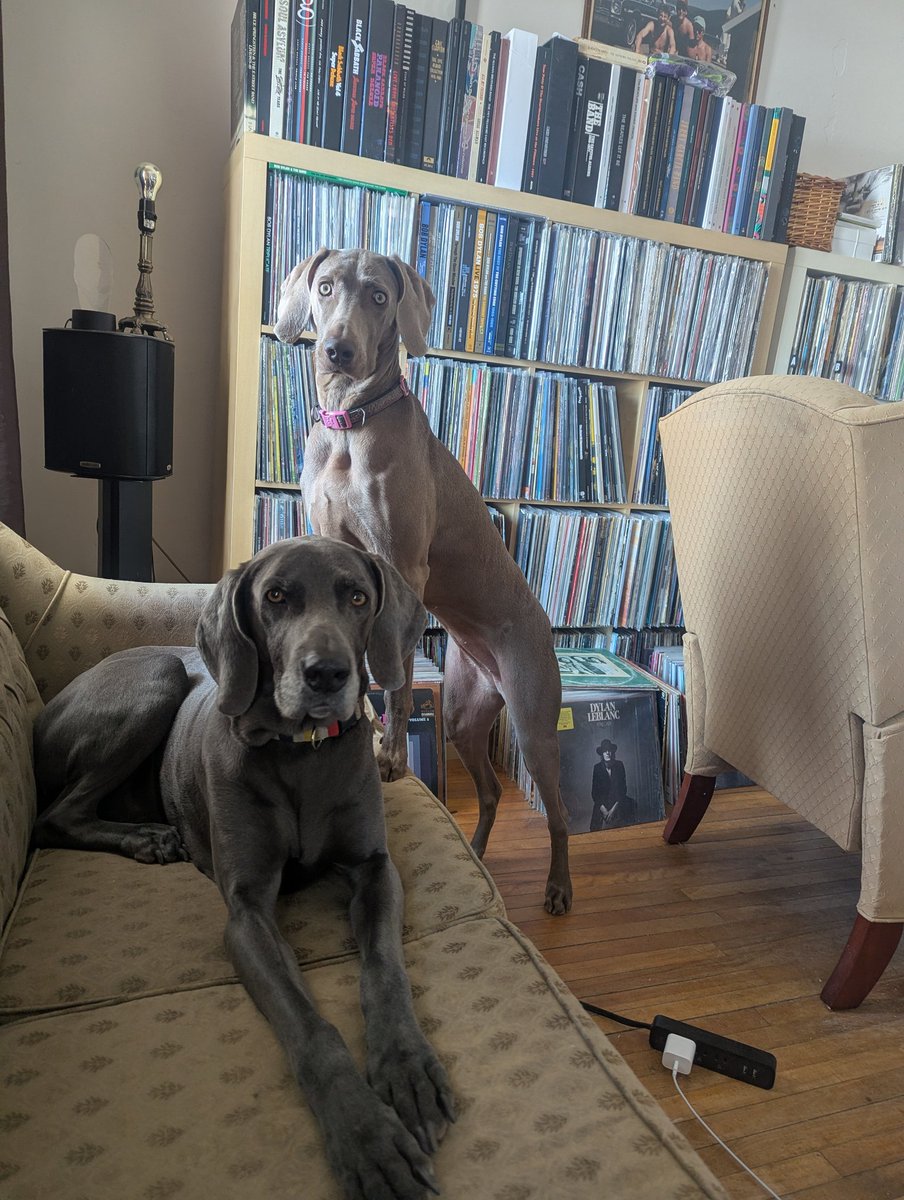 The afternoon stare down. Must be getting close to walk time. #Kooper #Xena 🐕✌️❤️🇨🇦