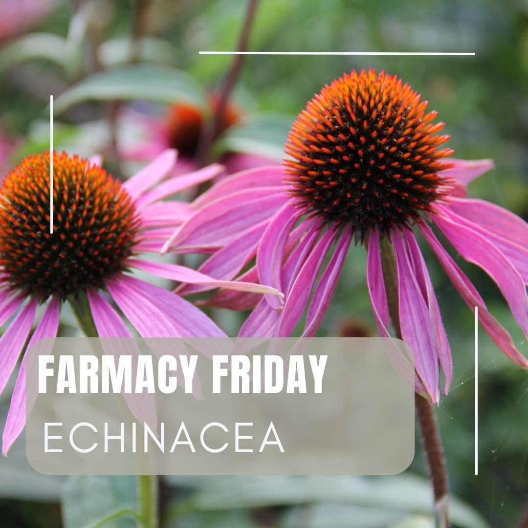 Agriscaping's tweet image. Echinacea (Echinacea angustifolia) is a classic immune‑support herb, known for helping the body fight colds and soothing sore throats. A beautiful and powerful addition to any healing garden.
What natural remedies are thriving in your FARMacy?
#Echinacea #ImmuneSupport