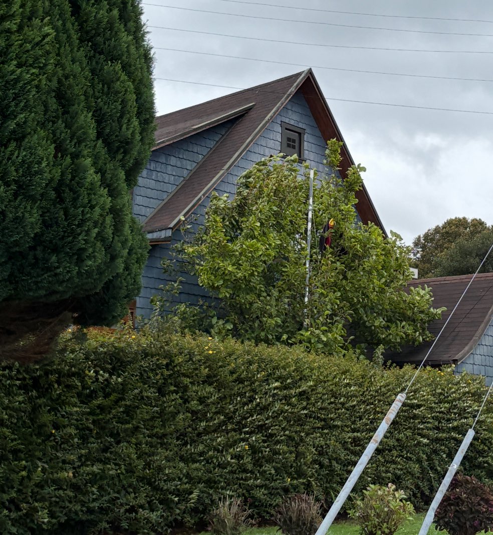 ObtainerOfRareAntiquities tweet media