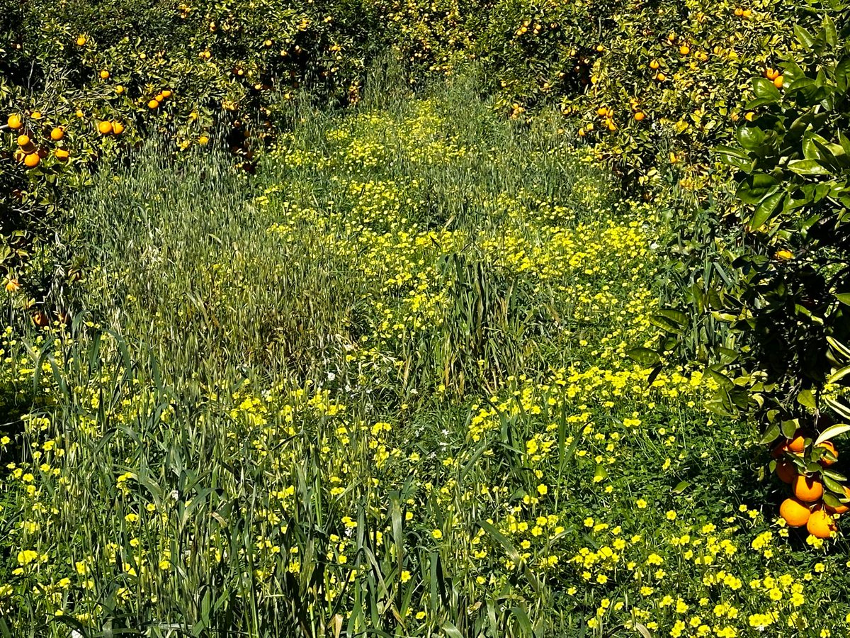 Naturalmente Rodando tweet media