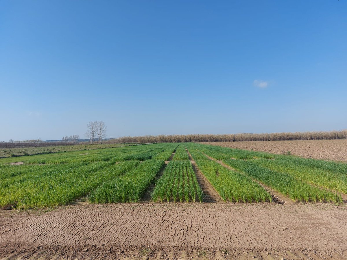 Climsostrigo tweet media