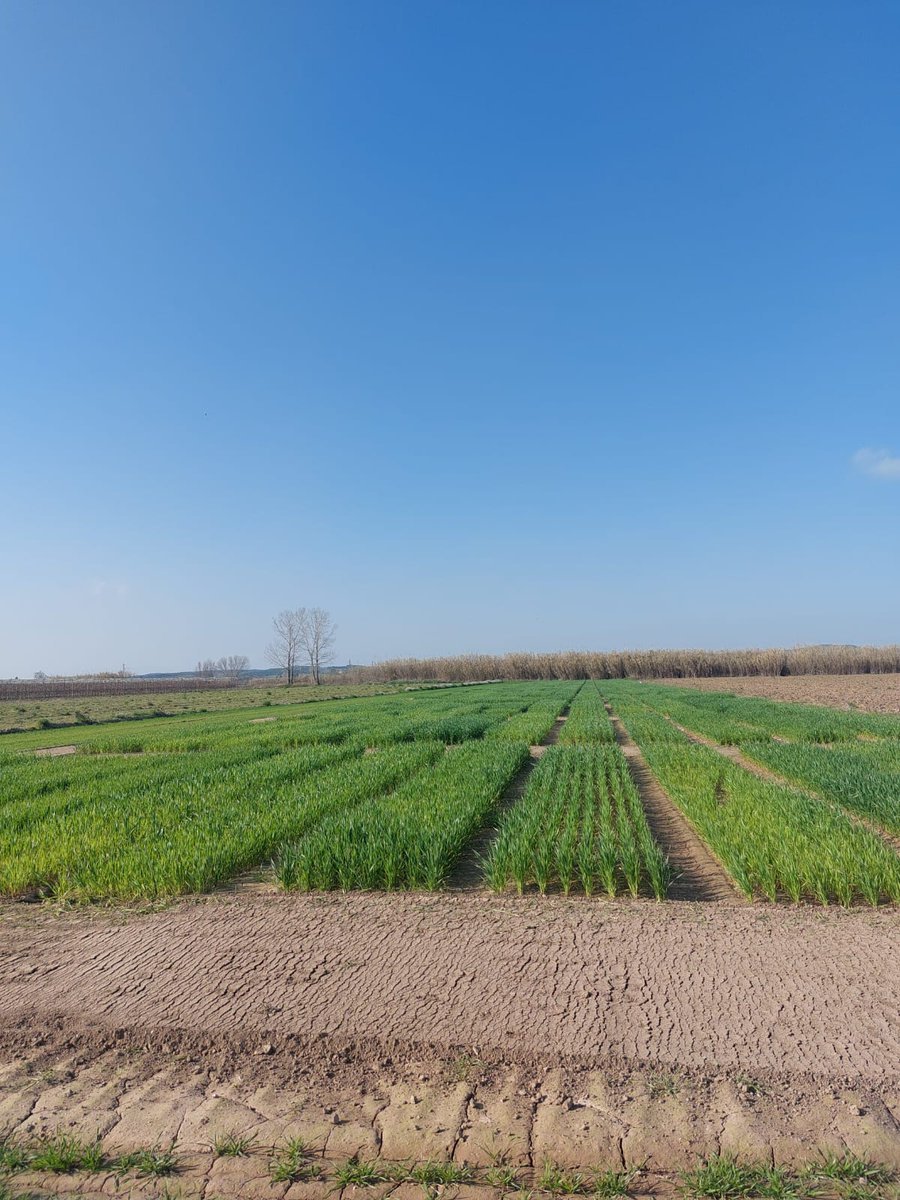 Climsostrigo tweet media