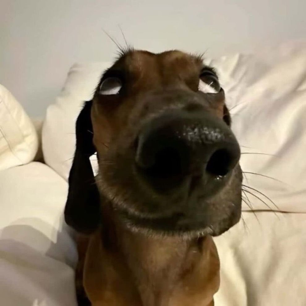 sant'ortiz tweet media