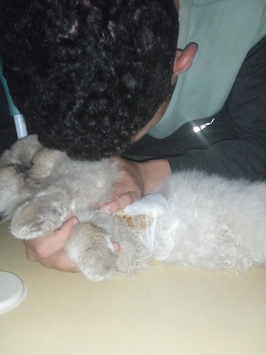 My heart is trembling as I write these words… 💔
Lucy suddenly lost consciousness today and has not woken up until now. She has been diagnosed with severe malnutrition, and her condition is extremely critical. I swear I tried everything I could and knocked on every door, but to