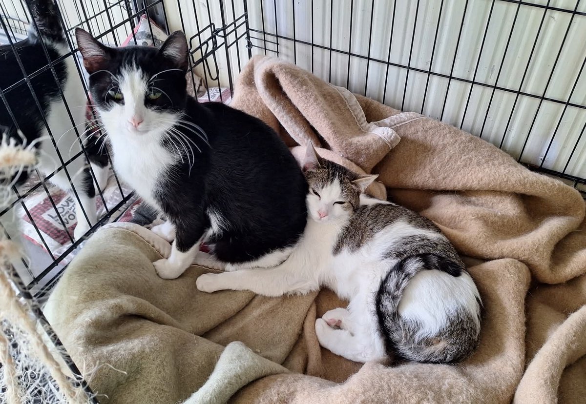 tiziana_55's tweet photo. Gattile di Cuneo,Nicoletta e Pingu ! 
Non per forza bisogna adottarli insieme, ma ci sono rimasti tanti gatti giovani che purtroppo NON sanno vivere come gatti singoli , ma han bisogno di star con altri gatti/ cani.  
Eta : 10 mesi!
X info 3491445712 https://t.co/V3bQTB5jBa